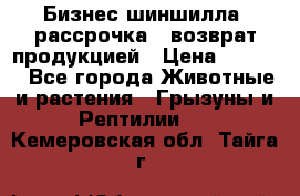 Бизнес шиншилла, рассрочка - возврат продукцией › Цена ­ 4 500 - Все города Животные и растения » Грызуны и Рептилии   . Кемеровская обл.,Тайга г.